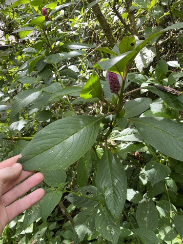 Foto de Boldo-gambá