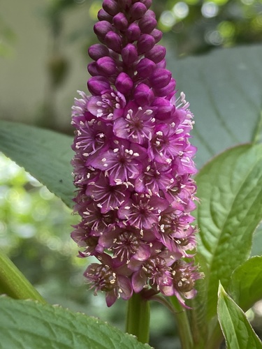 Foto de Boldo-gambá