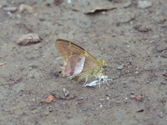 Aguna asander asander