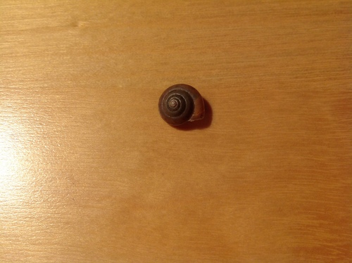 Girdled Snail, Valkenburg, Nederland, photo 10 of 10