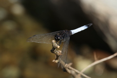 Orthetrum triangulare