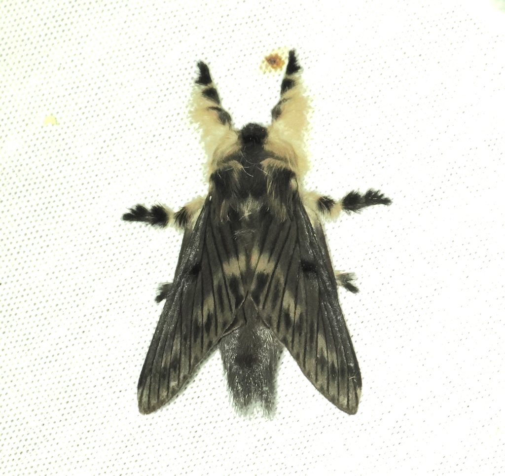 Tolype nigra