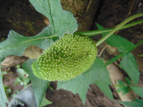 Gallito (Dorstenia drakena)