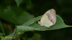 Argynnis laodice
