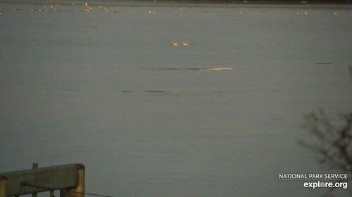 Beluga whale