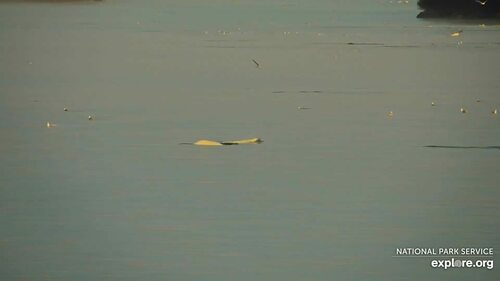 Beluga whale