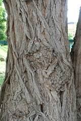 Robinia pseudoacacia