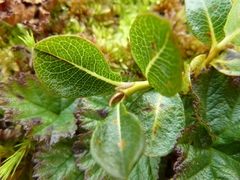 Salix fuscescens