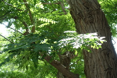 Robinia pseudoacacia