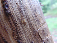 Microcerotermes