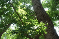 Robinia pseudoacacia