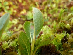 Salix fuscescens