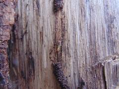 Microcerotermes