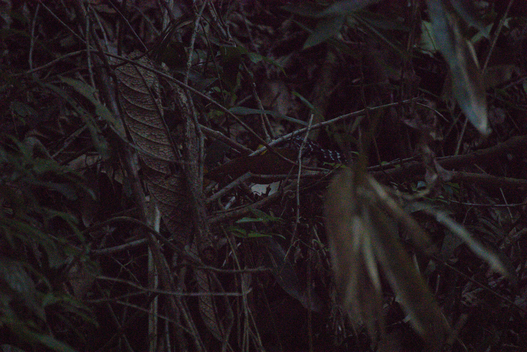 Scaled Antbird (Drymophila squamata), photo 10