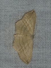 Scopula umbilicata
