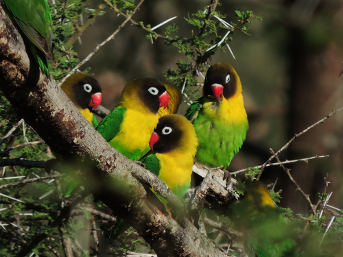 Yellow-collared Lovebird