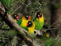 Yellow-Collared Lovebird photo 3