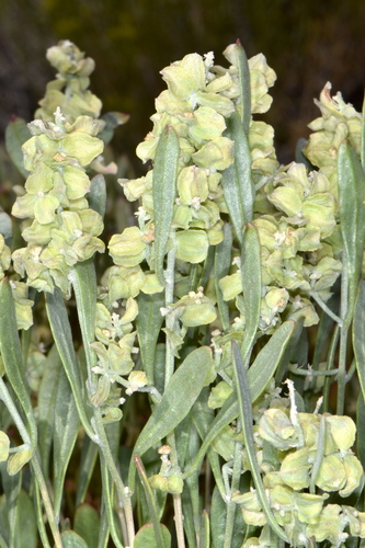 Plummer's siltbush (Zuckia brandegeei var. plummeri)