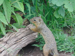 Notocitellus adocetus