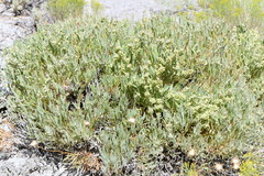 Grayia brandegeei