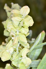 Grayia brandegeei