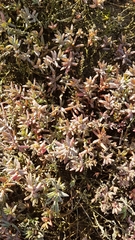 Suaeda novae-zelandiae