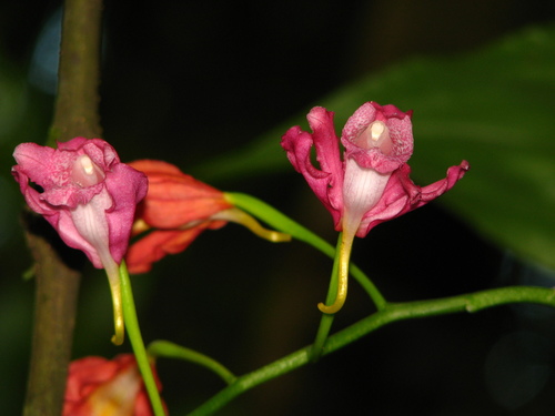 Calanthe mishmensis, photograph 3