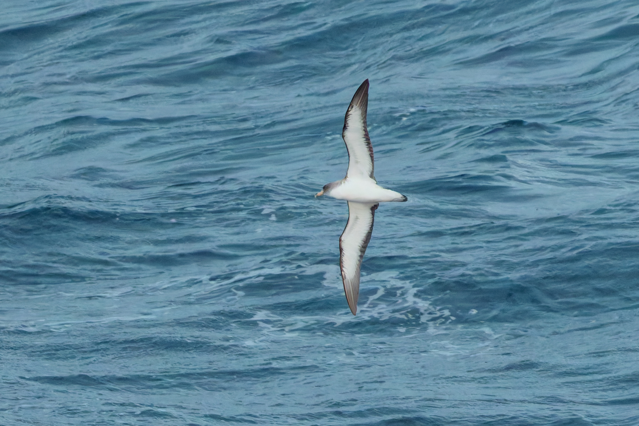 Cory's Shearwater (Calonectris borealis)