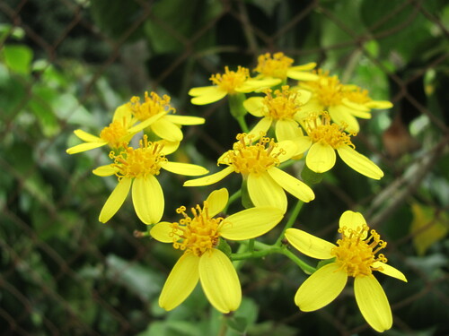 Senecio angulatus