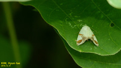 Sphragifera biplagiata