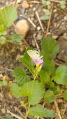Hemiargus ceraunus astenidas