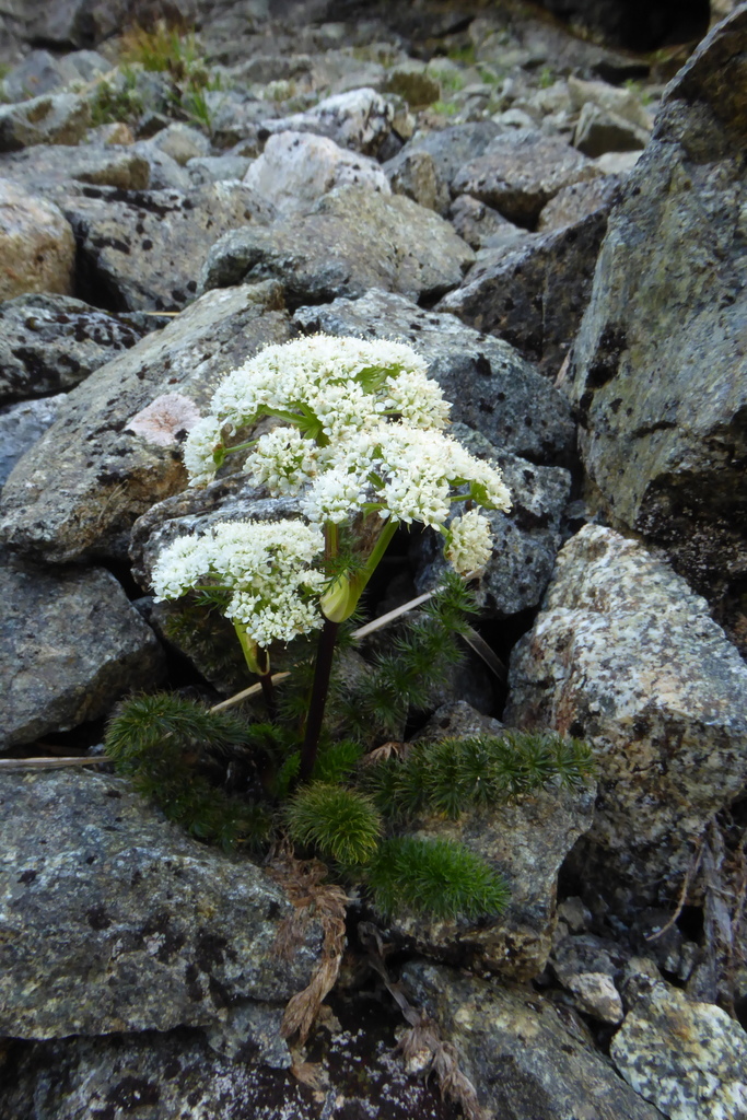 Anisotome capillifolia