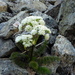 Anisotome capillifolia - Photo 由 Cara-Lisa Schloots 所上傳的 (c) Cara-Lisa Schloots，保留部份權利CC BY