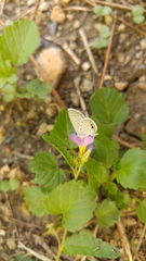 Hemiargus ceraunus astenidas