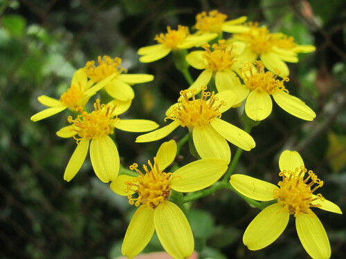Senecio angulatus