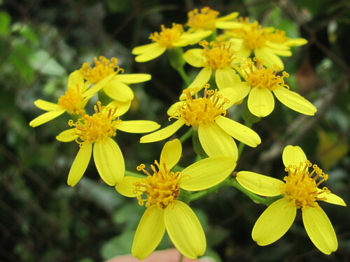 Senecio angulatus