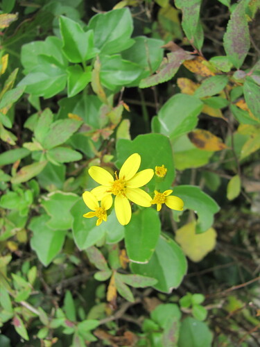 Senecio angulatus