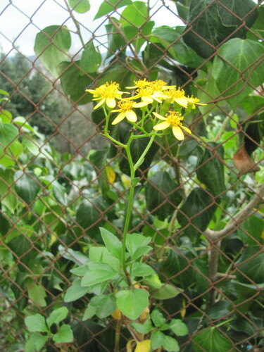 Senecio angulatus