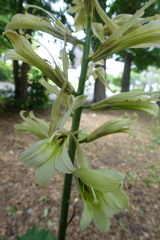 Cardiocrinum cordatum