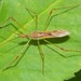 Pale Green Assassin Bug - Photo (c) I. M. A. Shark, some rights reserved (CC BY-NC), uploaded by I. M. A. Shark