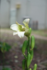 Cardiocrinum cordatum
