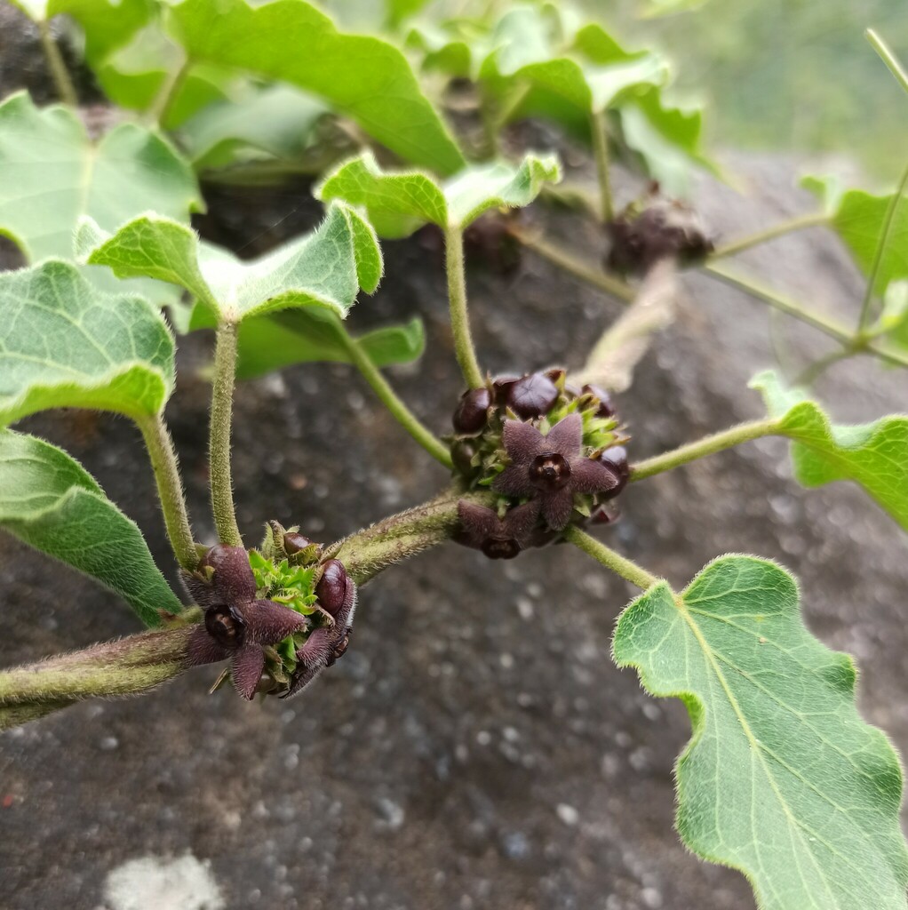 Cristobalia