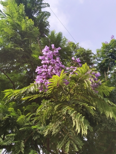 Representative image of Jacaranda mimosifolia