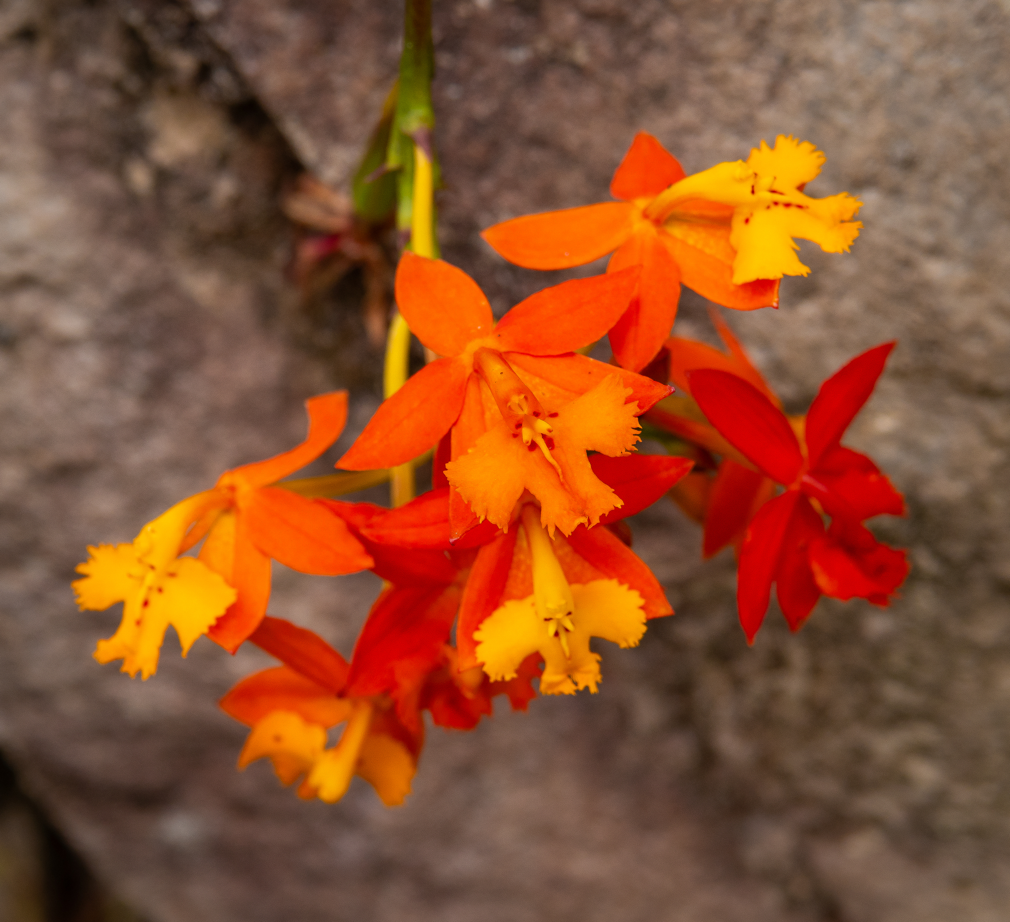 Imagem de Orquídea-radicans