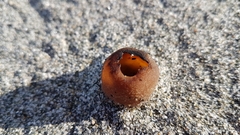 Peziza oceanica