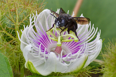 Amegilla violacea