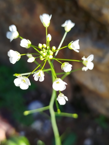 Capsella grandiflora (Fauché & Chaub.) Boiss.