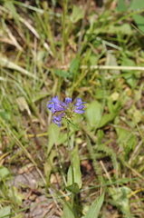 Penstemon globosus