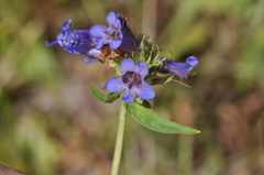 Penstemon globosus
