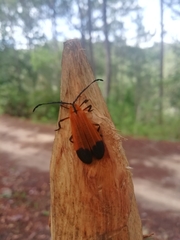 Calopteron terminale